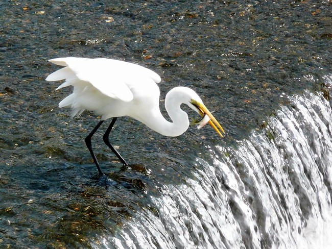 鴨川で捕食するサギ